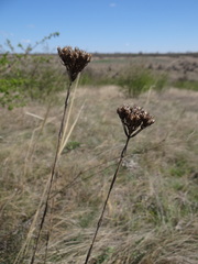 Eremogone cephalotes