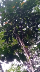 Colea floribunda