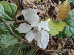 Rubus corchorifolius