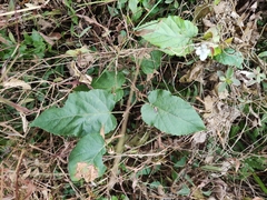 Rubus corchorifolius