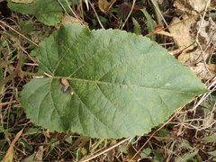 Rubus corchorifolius