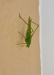 Scudderia curvicauda