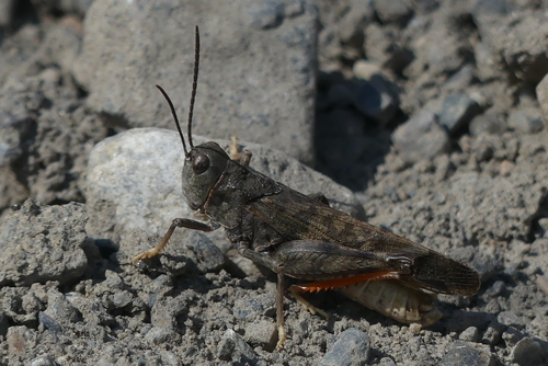 Campestral Grasshopper