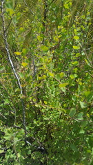 Spiraea aquilegifolia