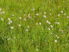 Allium suaveolens