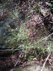 Baeckea linifolia