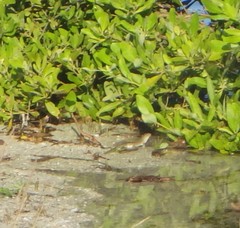 Aspidoscelis angusticeps angusticeps