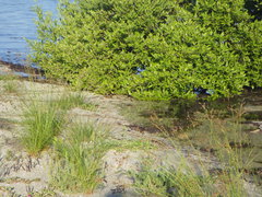 Aspidoscelis angusticeps angusticeps