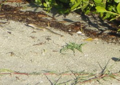 Aspidoscelis angusticeps angusticeps