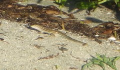 Aspidoscelis angusticeps angusticeps