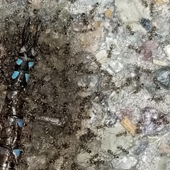 Rhionaeschna multicolor