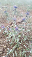 Caryopteris mongholica