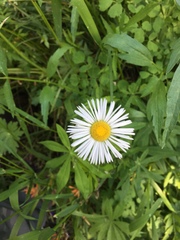 Erigeron coulteri