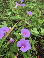 Ipomoea ternifolia