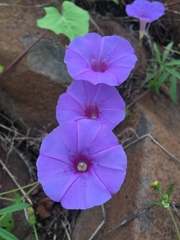 Ipomoea ternifolia