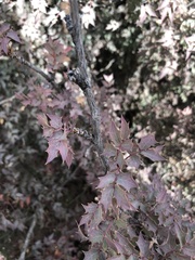Berberis fremontii