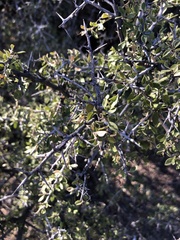 Condalia warnockii