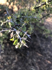 Condalia warnockii