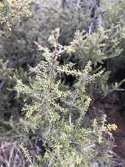 Condalia warnockii
