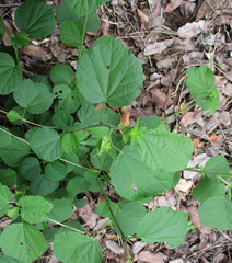 Hibiscus calyphyllus