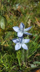 Lomatogonium carinthiacum