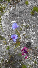 Aristea oligocephala