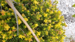 Penaea