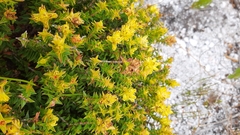 Penaea