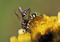 Stenodynerus blandus