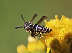 Stenodynerus blandus