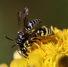 Stenodynerus blandus