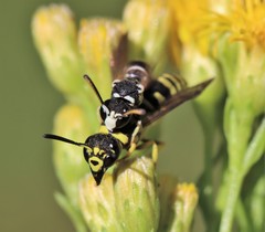 Stenodynerus blandus
