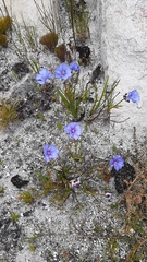 Aristea oligocephala