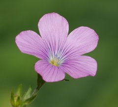Linum viscosum