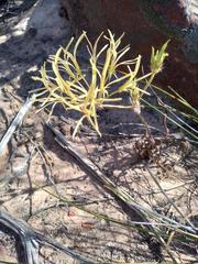 Pelargonium longiflorum