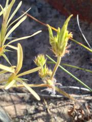 Pelargonium longiflorum