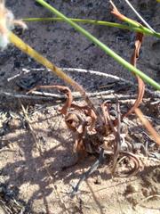 Pelargonium longiflorum