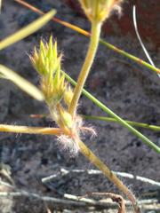 Pelargonium longiflorum