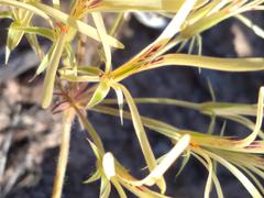 Pelargonium longiflorum