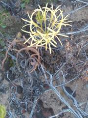 Pelargonium longiflorum