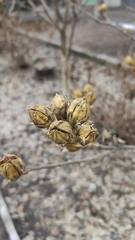 Magnoliopsida