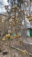 Magnoliopsida
