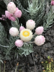 Achyranthemum