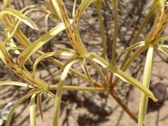 Pelargonium longiflorum
