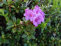 Rhododendron myrtifolium