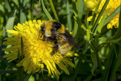 Great Yellow Bumble Bee