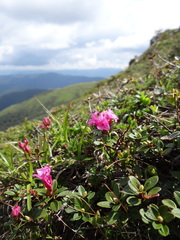 Rhododendron myrtifolium