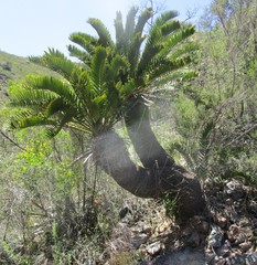 Encephalartos longifolius