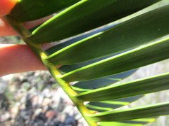 Encephalartos longifolius