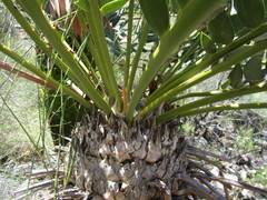 Encephalartos longifolius